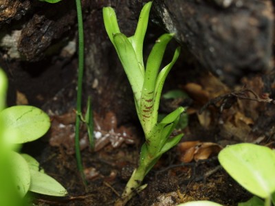 bromelia.JPG