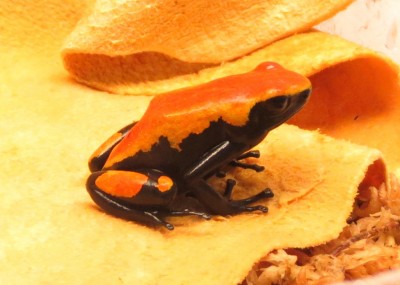 Galact-orange-1-2.JPG