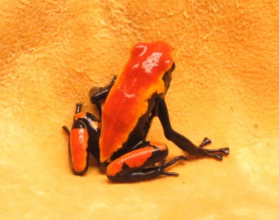 Galact-orange-2-1.JPG