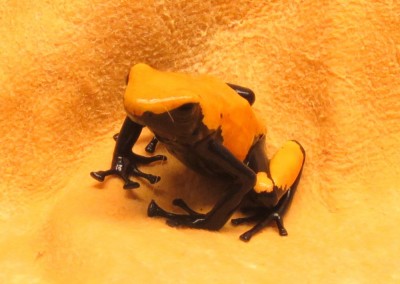 Galact-orange-3-2.JPG