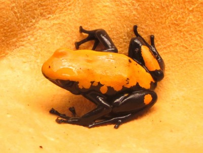 Galact-orange-4-1.JPG