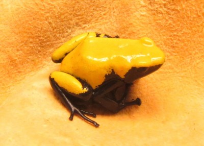 Galact-gul-1-1.JPG