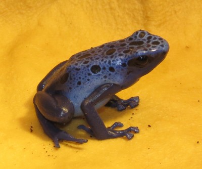 Azureus-1-3.JPG