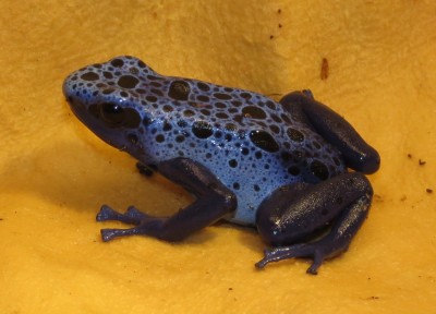 Azureus-2-4.JPG