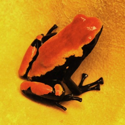 Galact-orange-2-2.JPG