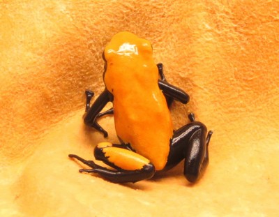 Galact-orange-3-1.JPG