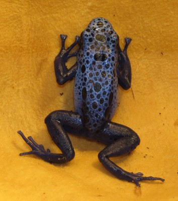 Azureus-2-3.JPG