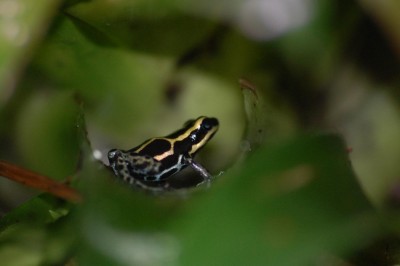 amazonica3.jpg