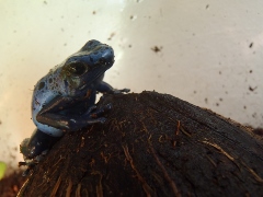Troligtvis hona