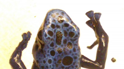 Azureus-1-4.jpg
