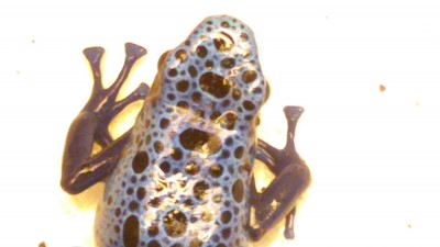 Azureus-2-6.jpg