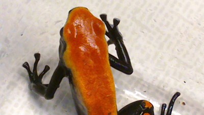 Galact-orange-1-6.jpg