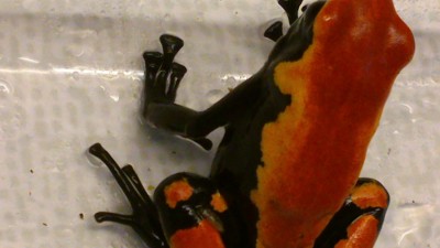 Galact-orange-2-5.jpg