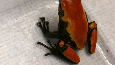 Galact-orange-2-7.jpg