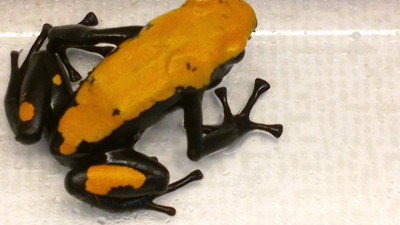 Galact-orange-4-5.jpg