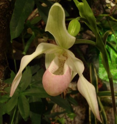 P4140622 (683x720).jpg