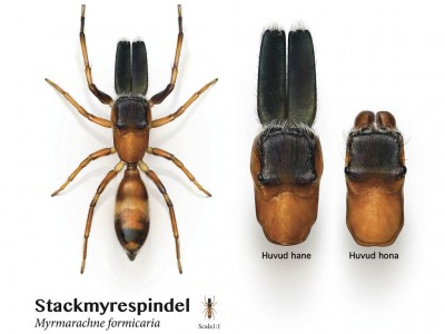 Illustrationer av Stackmyrespindel