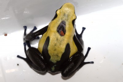 D.t. "Citronella" #2