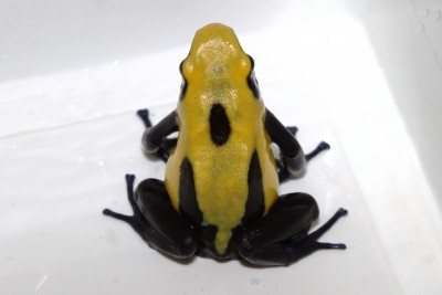 D.t. "Citronella" #1