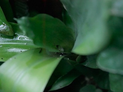 Terrarium_aug1.jpg