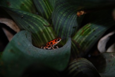 Var håller min sambo hus.JPG
