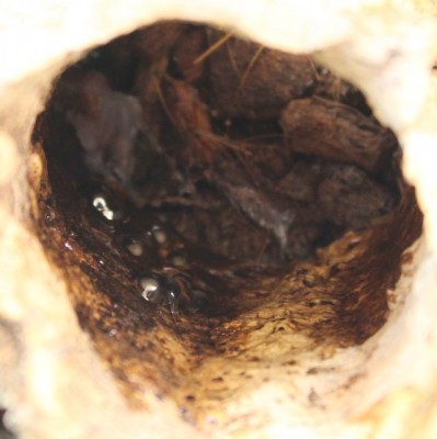 R.v 'Southern' ägg. Lagda i ett korkbarksrör.