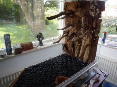 P6060699 (750x563) (600x450).jpg