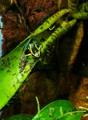 Photo 3 (513x700) (476x650).jpg