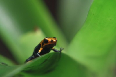 R.i 'Varadero' ca 2 veckor gammal. Uppstigen i Terrariet.