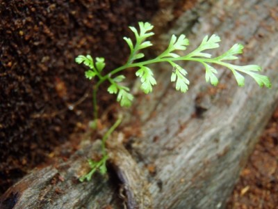 P4140018 (650x488).jpg