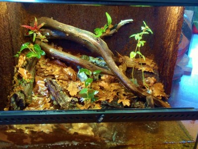 P4140022 (550x413).jpg