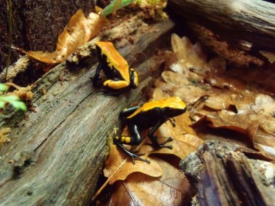 P4140054 (550x413).jpg