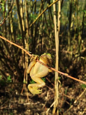 IMG_0081 (525x700).jpg