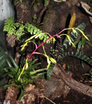 bromelia2.jpg
