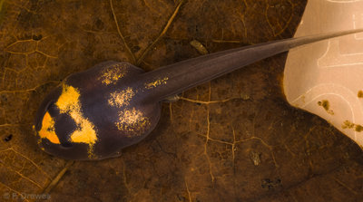 _IGP3168.jpg