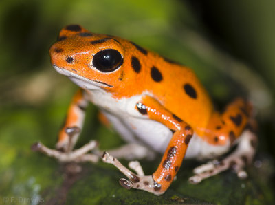 Oophaga pumilio Bastimentos