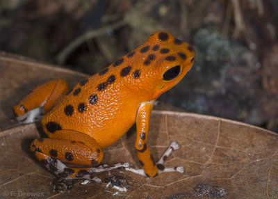 Oophaga pumilio Bastimentos