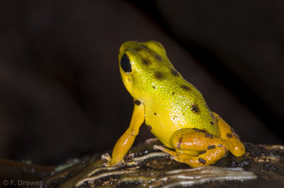 Oophaga pumilio 'Boca del Drago'