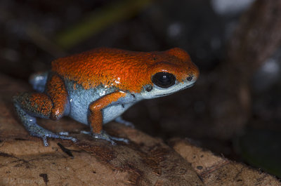 Oophaga sp. Escudo