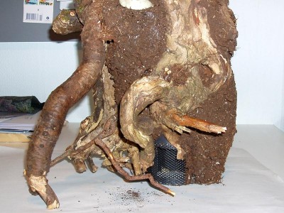 bark3.jpg