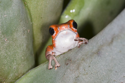 O. pumilio 'Bastimentos' hane