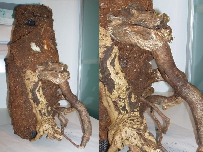 bark4.jpg