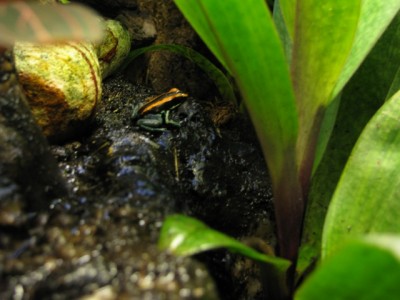 vittatus