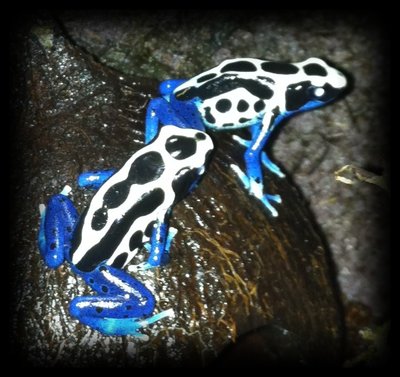 Dendrobates tinctorius 'Oyapock'