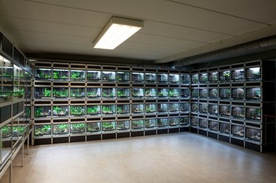 Thank you mr Ruud Schouten at Dutch Rana (www.dutchrana.nl) for letting me use your picture!