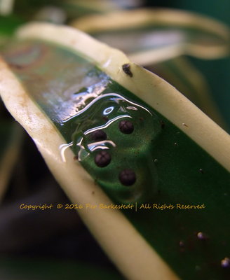 Ägg från O.pumilio bastimentos