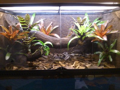 bullseye brown terrarium.JPG (398.27 KiB) Visad 11533 gånger bullseye brown terrarium