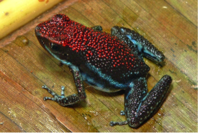 Parvula.png