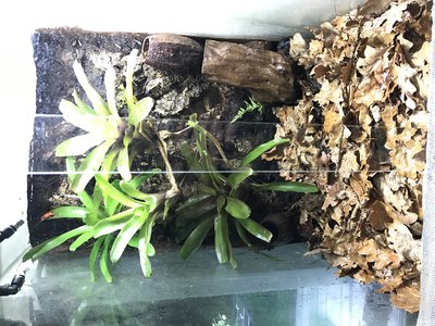 Terrarium med eklöv, bromelior och kakaofrökapslar ...