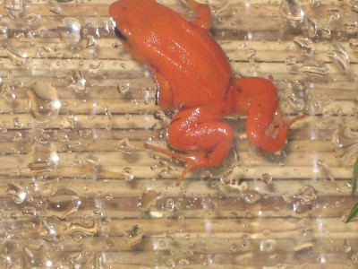 mantella5.jpg
